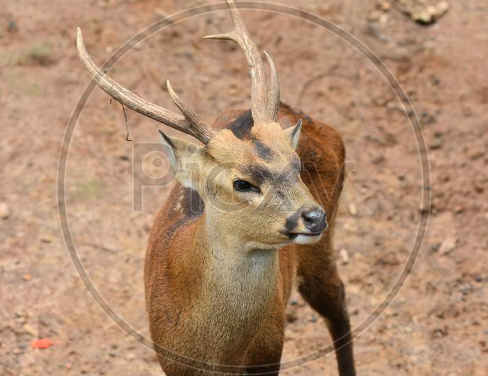 Horned Deer In Guwahati Zoo, Assam