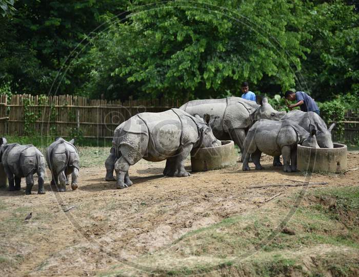 White Rhinoceros   in Kaziranga National Park , Assam