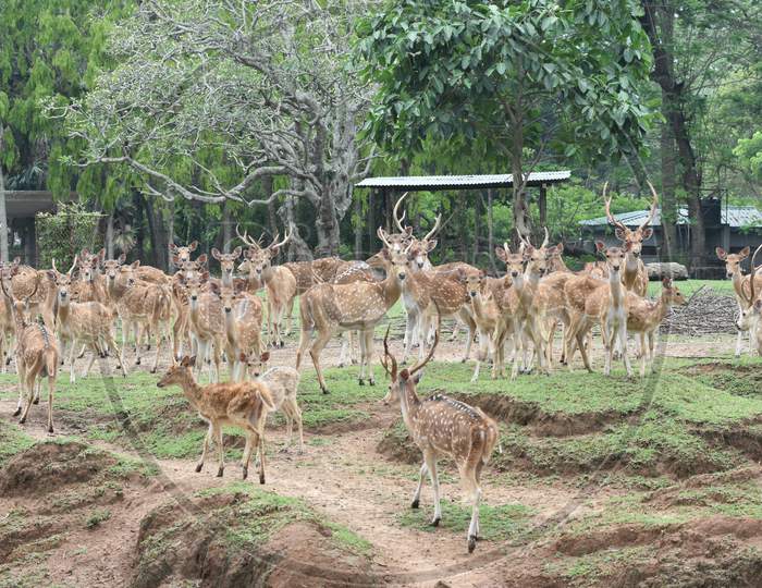 Horned Wild Deer  In Kaziranga National Park, Assam