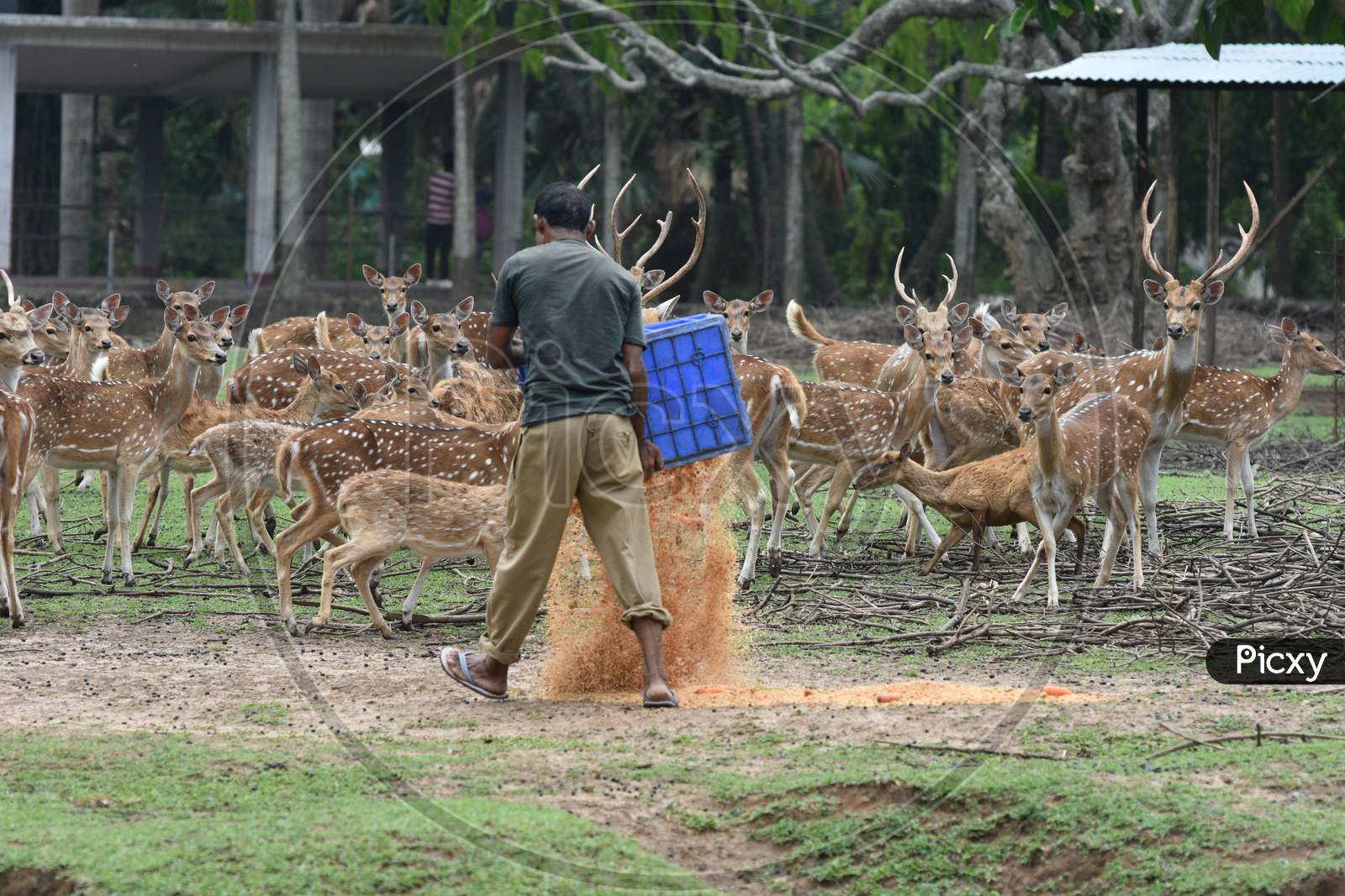 Caretaker Feeding Horned Wild Deer In Kaziranga National Park, Assam