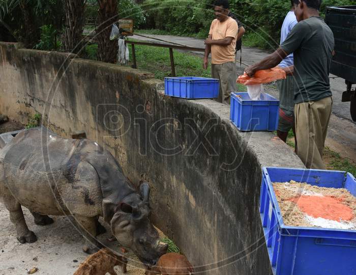 Caretakers Feeding  Horned Wild Deer and Rhinoceros In Kaziranga National Park, Assam