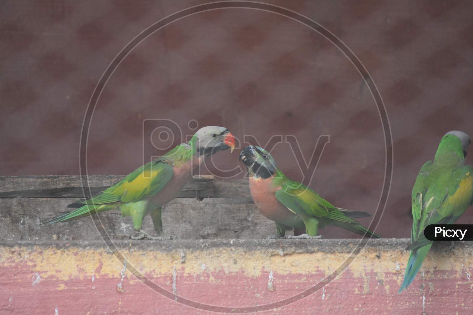 Parrot Couple In A Cage At Guwahati Zoo