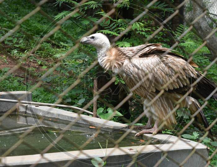 Vulture In Guwahati Zoo, Assam