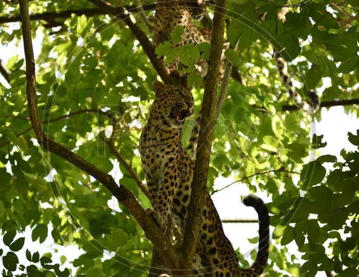 Leopard  Cubs on Trees In Kaziranga National Park , Assam