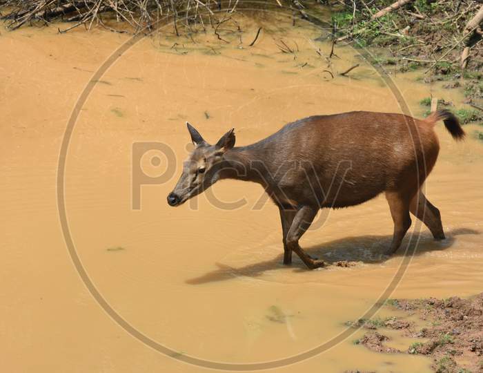 Sambar Deer In an Water Pond In Guwahati Zoo, Assam