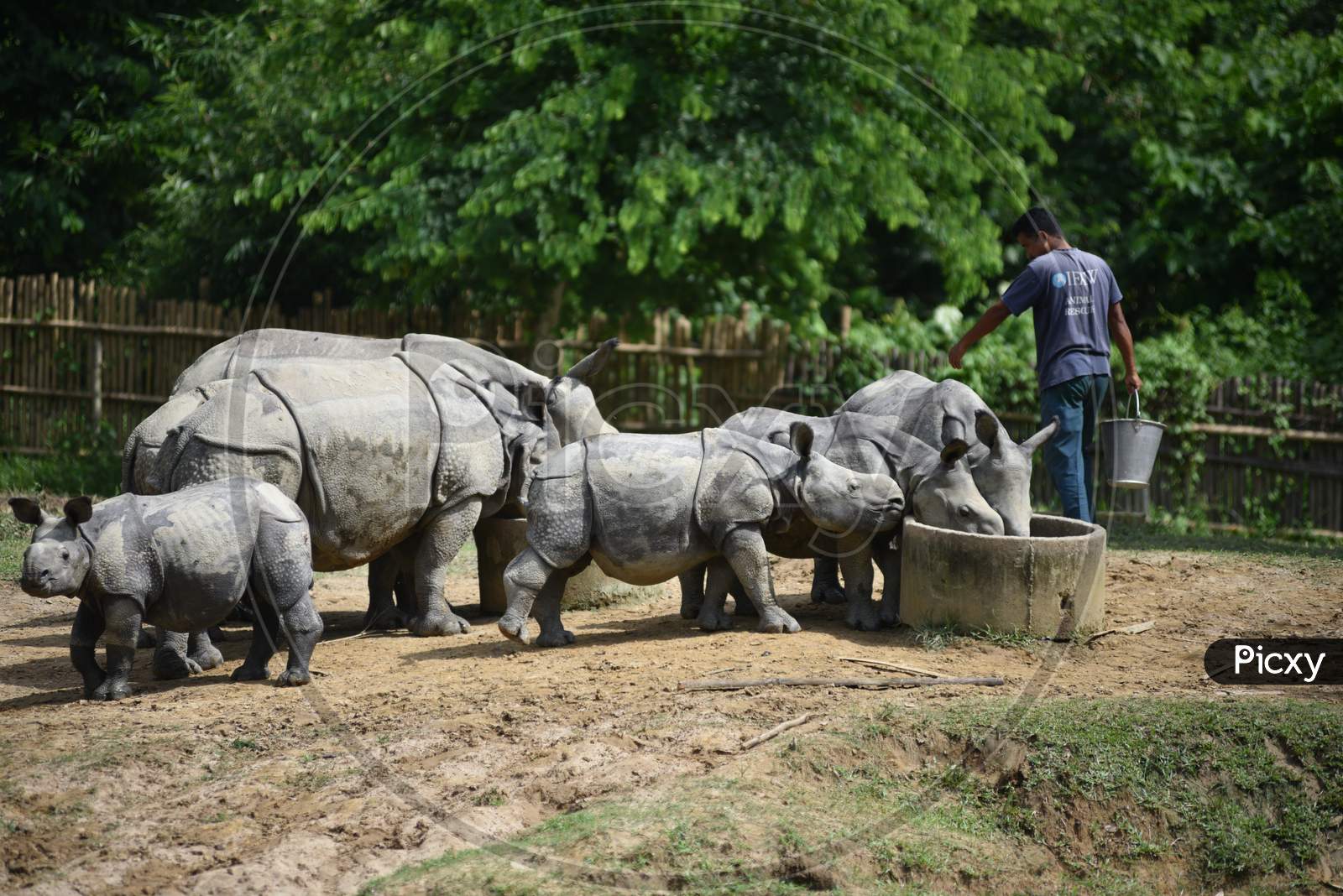 White  Rhinoceros In Kaziranga National Park , Assam