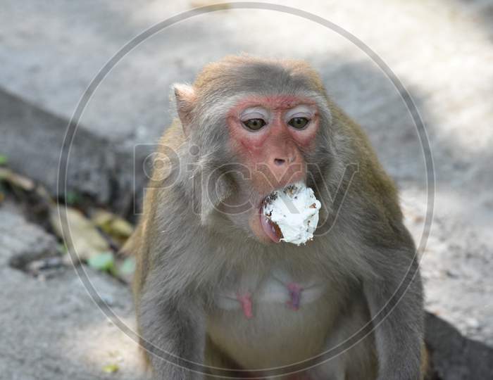 Indian Monkey Or Macaque In Guwahati Zoo, Assam