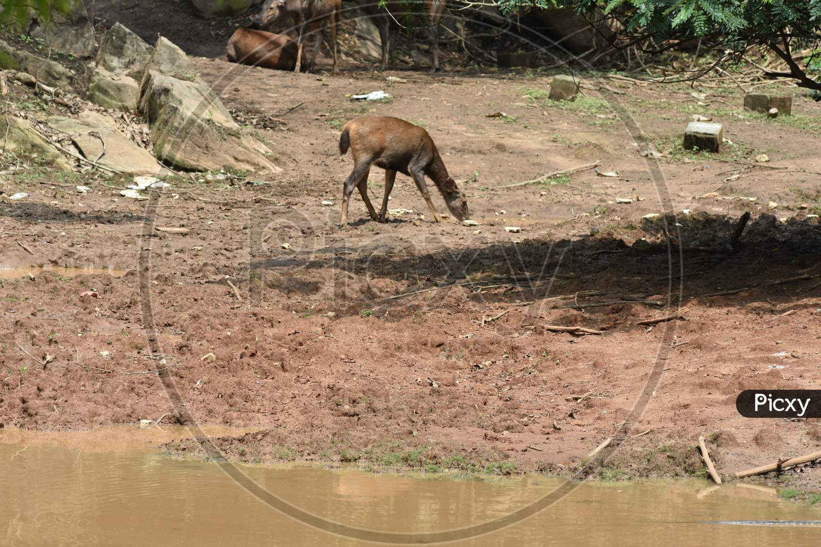 Deer At a Water Pond in Guwahati Zoo, Assam