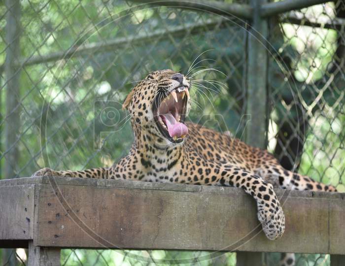 Leopard In Kaziranga National Park, Assam