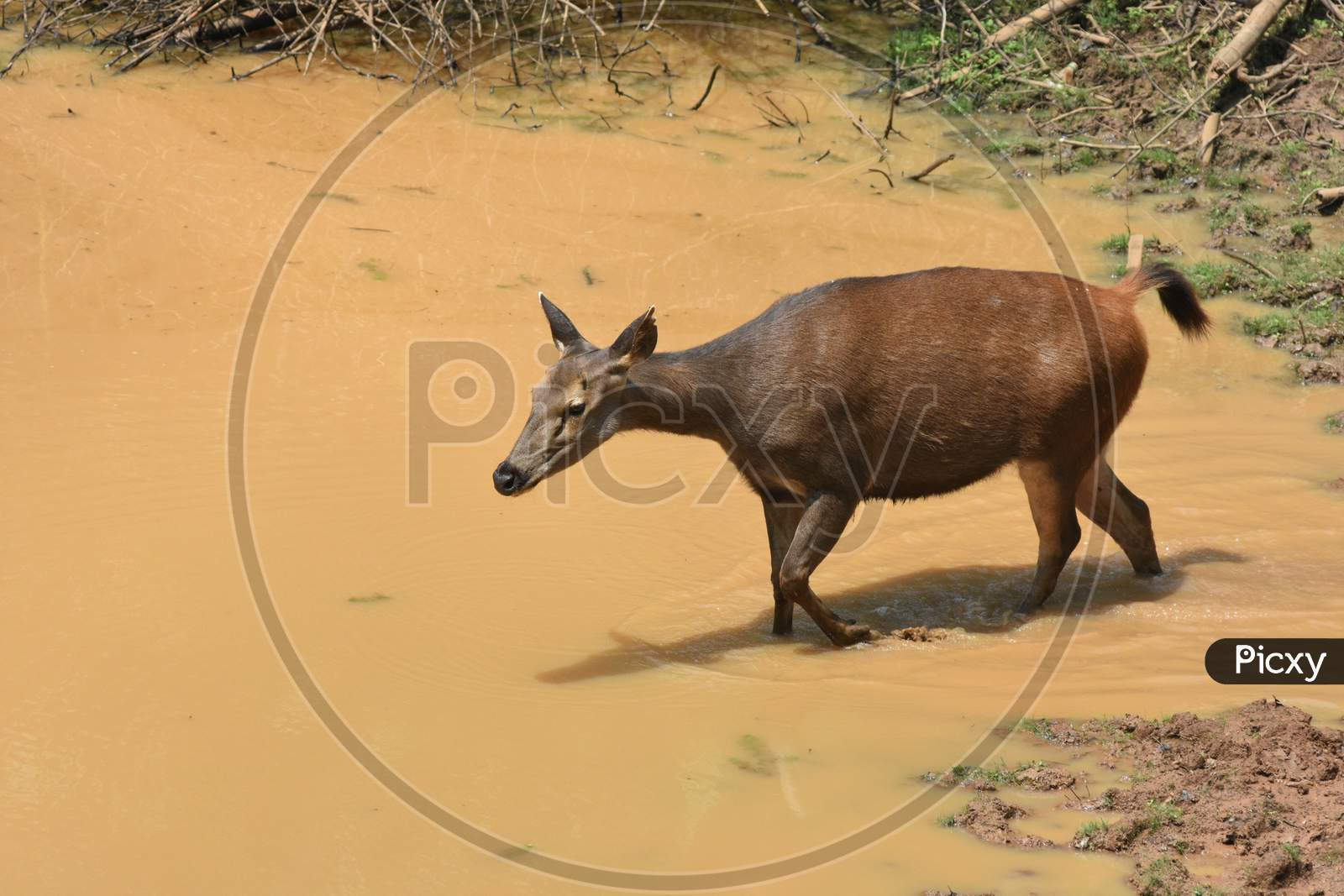 Sambar Deer In an Water Pond In Guwahati Zoo, Assam
