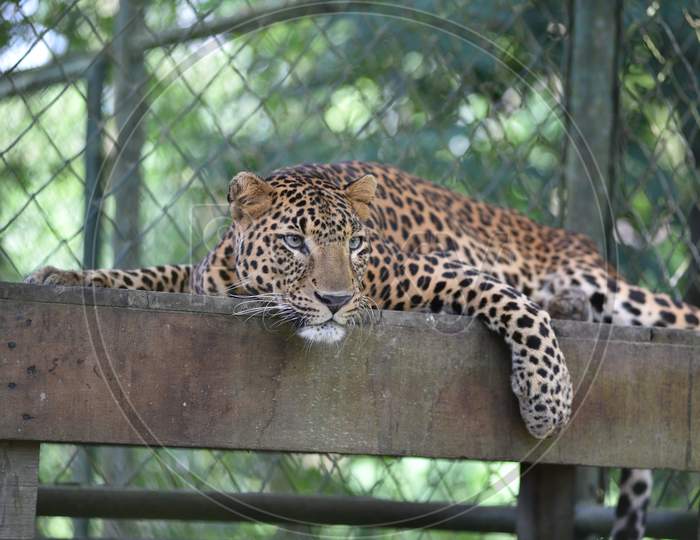 Leopard In Kaziranga National Park, Assam