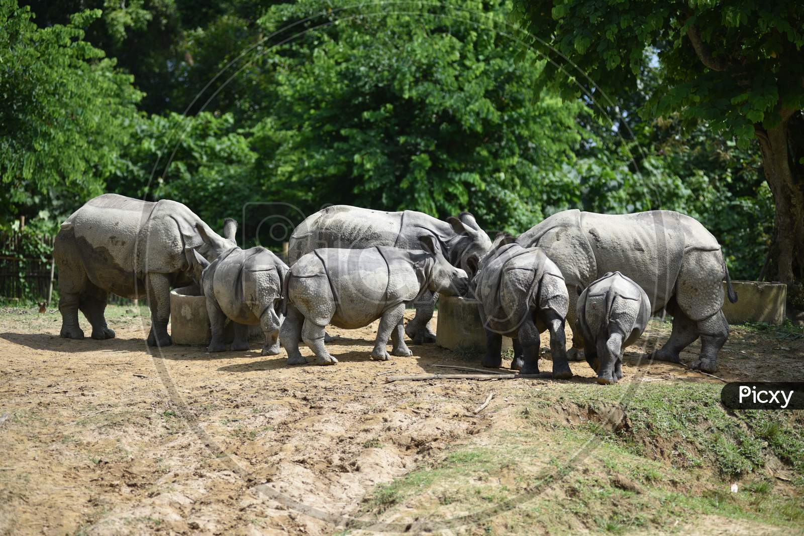 White Rhinoceros In Kaziranga National Park