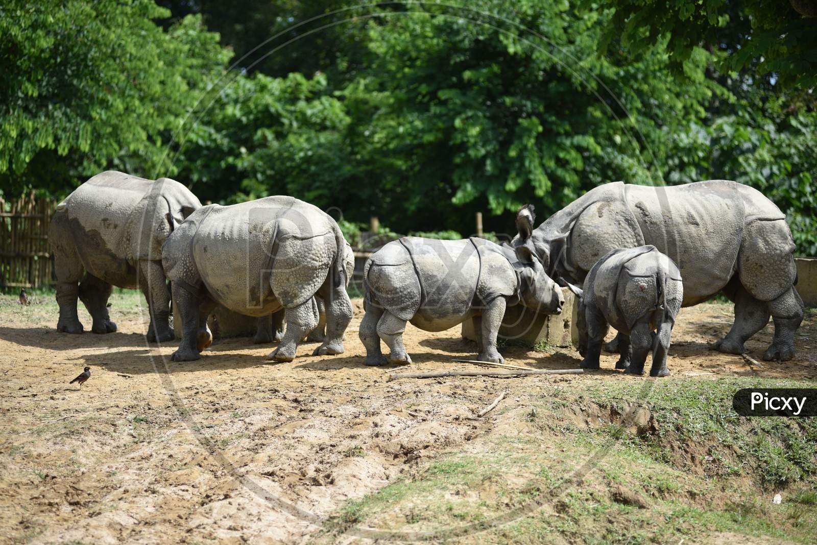 White Rhinoceros In Kaziranga National Park
