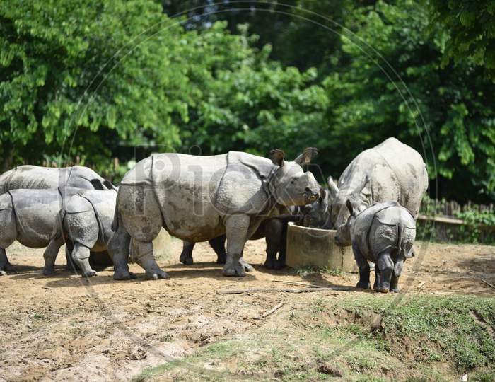 White Rhinoceros   in Kaziranga National Park , Assam