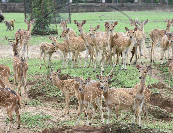 Horned Deer In Kaziranga National Park, Assam