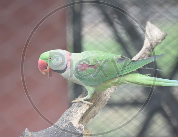 Parrot Couple In A Cage At Guwahati Zoo