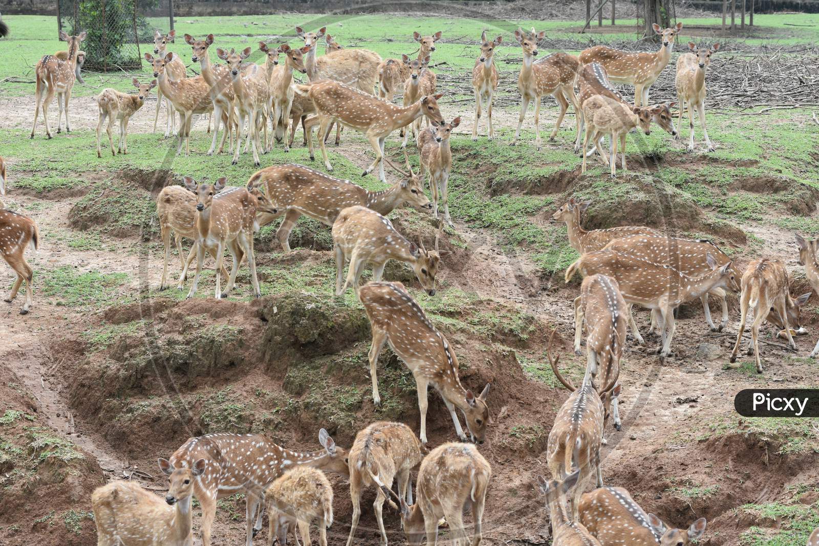 Horned Deer In Kaziranga National Park, Assam