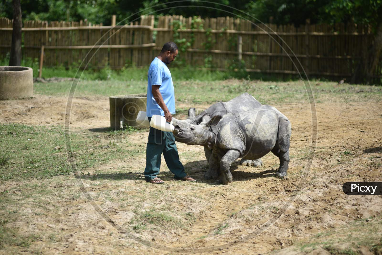 Caretakers Feeding White Rhinoceros Baby in Kaziranga National Park