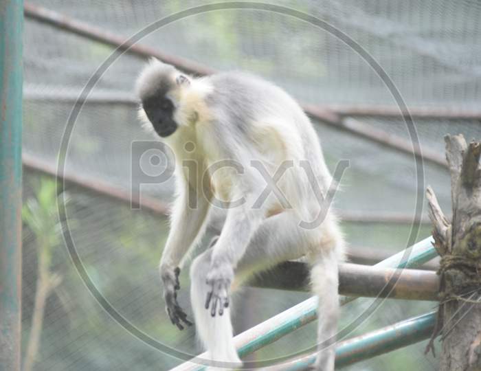 Capped Langur in Guwahati Zoo, Assam