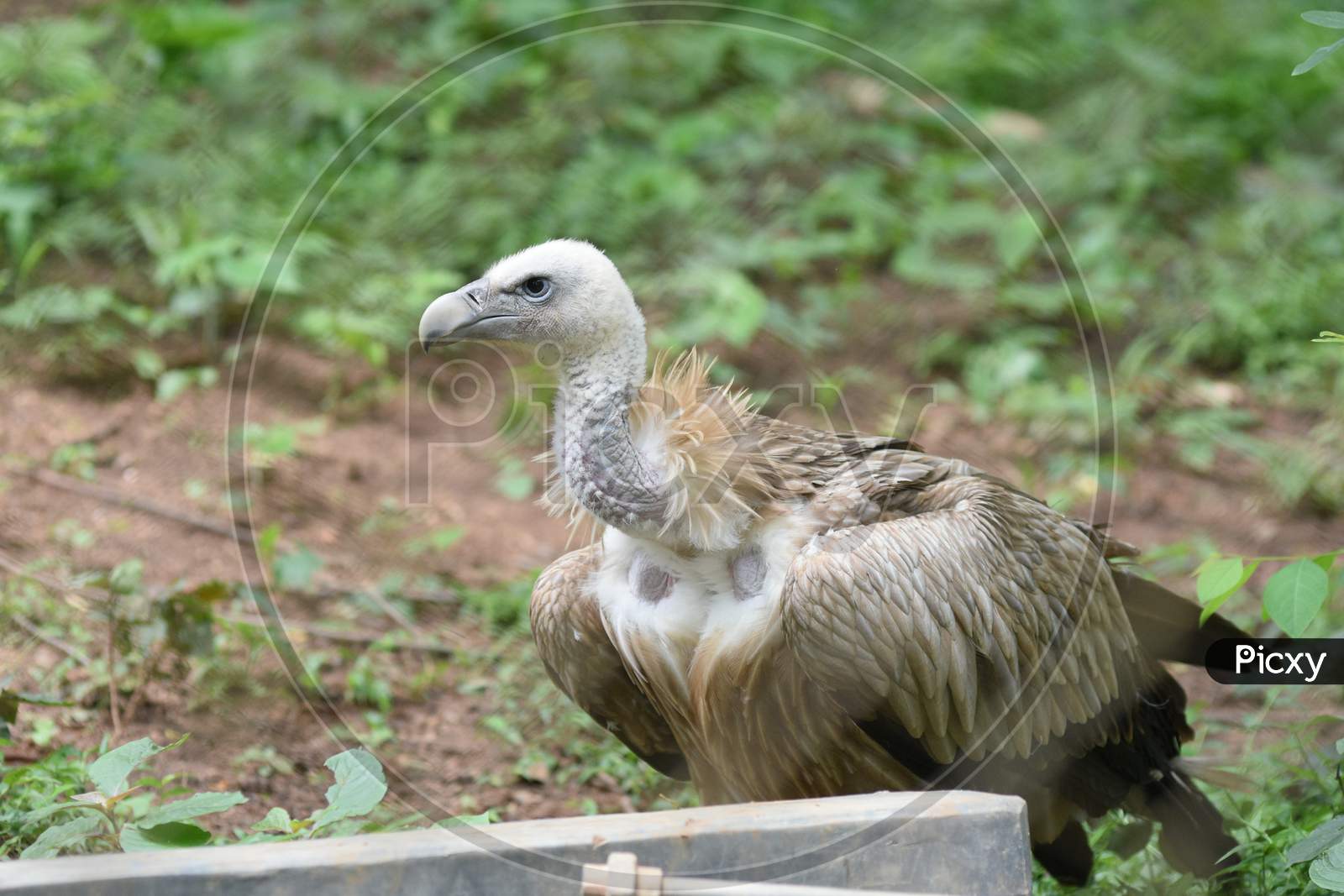 Vulture In Guwahati Zoo, Assam
