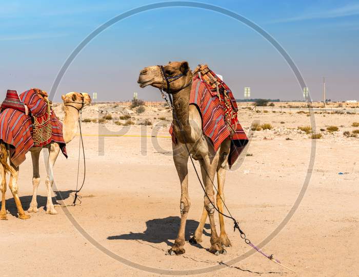 Camels Near The Historic Fort Al Zubara In Qatar