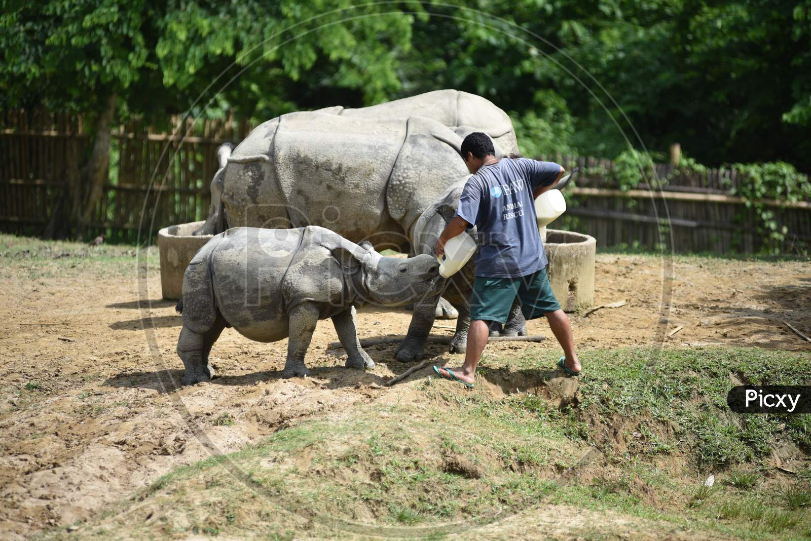 Caretakers Feeding White Rhinoceros in Kaziranga National Park