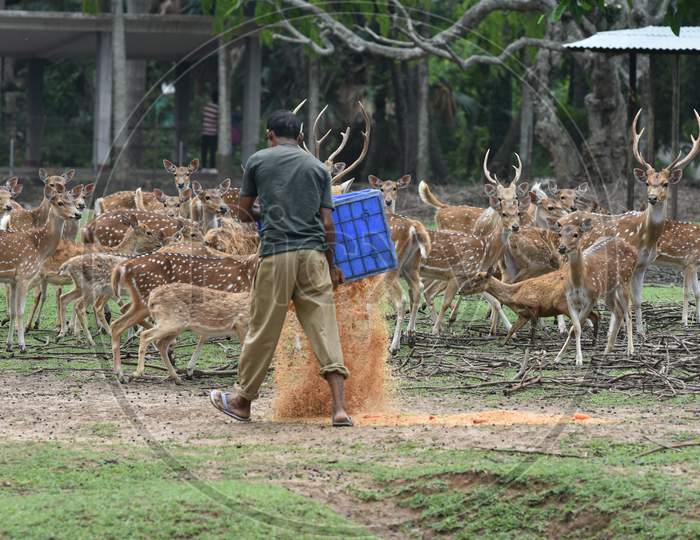 Caretaker Feeding Horned Wild Deer In Kaziranga National Park, Assam