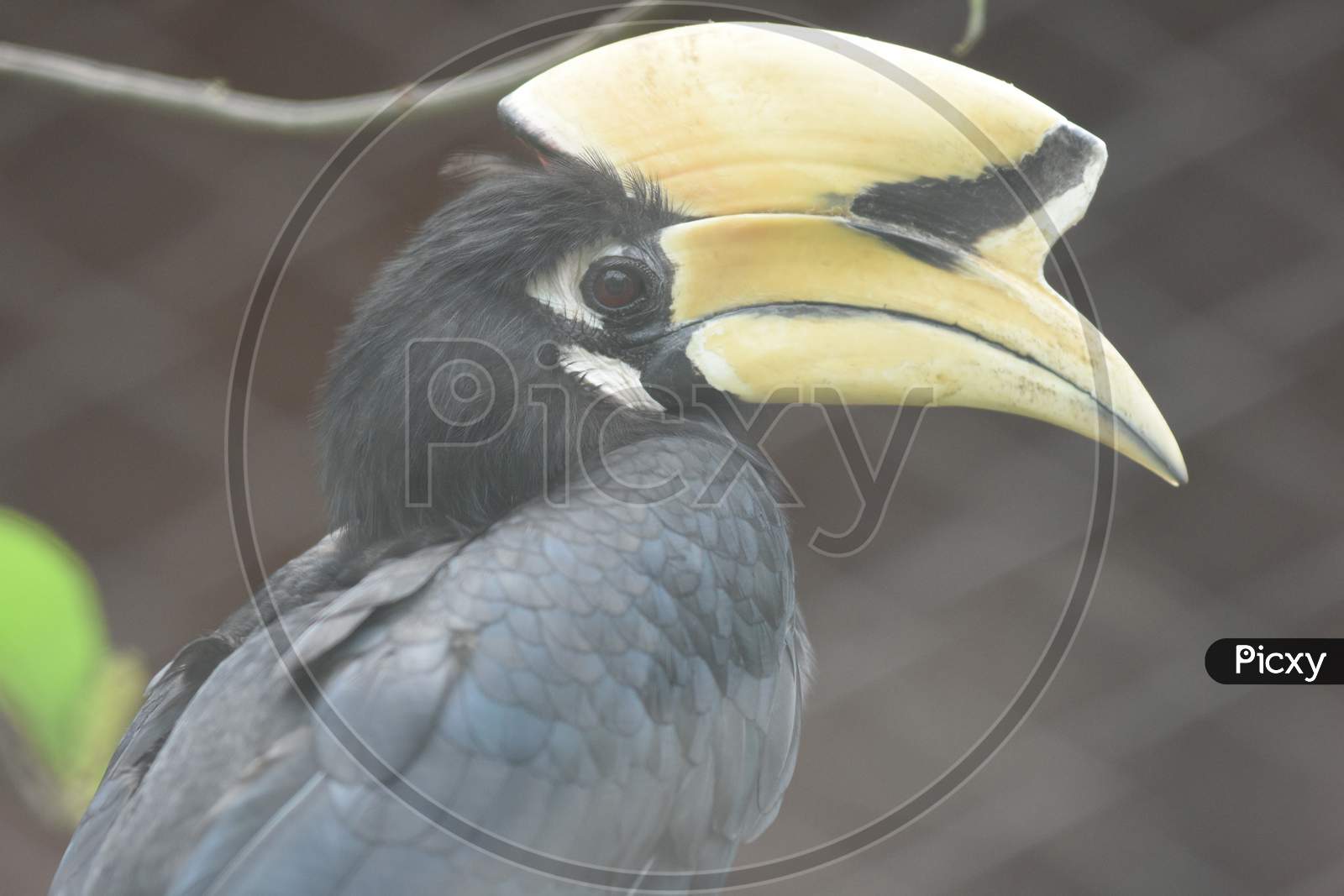 Hornbill Bird Closeup in Zoo