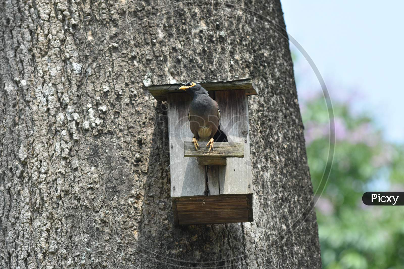 Horn Bill Bird in Nest At Guwahati Zoo