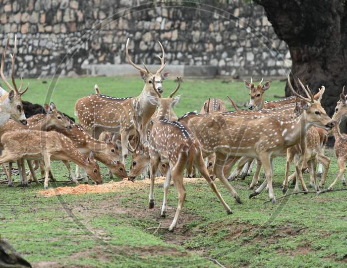 Horned Wild Deer In Kaziranga National Park, Assam