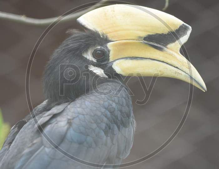 Hornbill Bird Closeup in Zoo