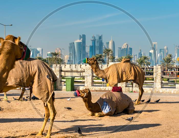 Camel Market At Souq Waqif In Doha, Qatar
