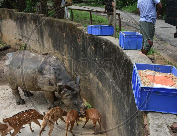 Caretakers Feeding  Horned Wild Deer and Rhinoceros In Kaziranga National Park, Assam