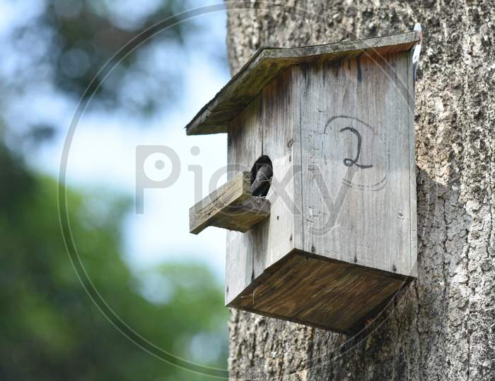 Horn Bill Bird in Nest At Guwahati Zoo