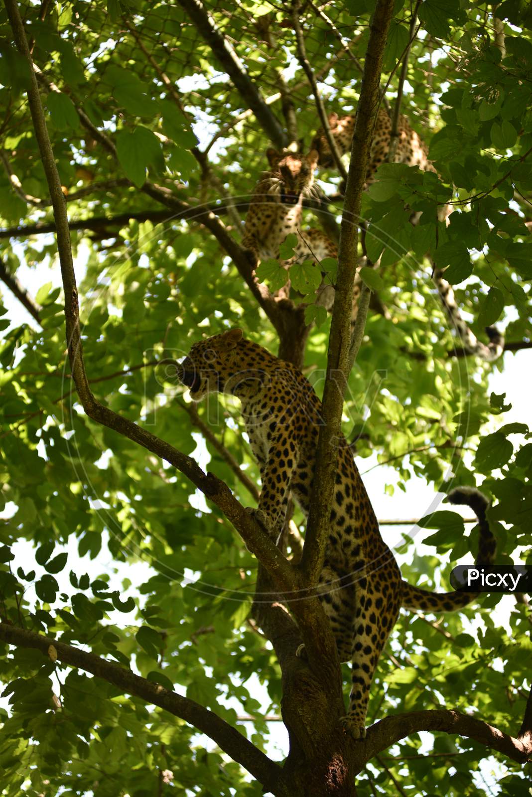 Leopard  Cubs on Trees In Kaziranga National Park , Assam