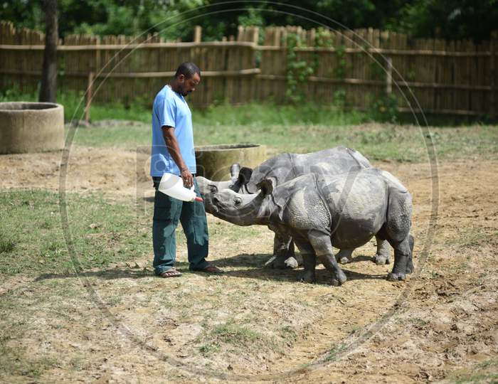 Caretakers Feeding White Rhinoceros in Kaziranga National Park