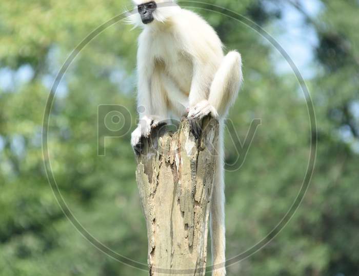 Capped Langur in Guwahati Zoo, Assam