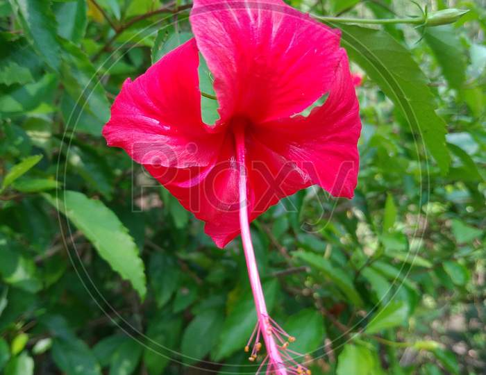 The wild red hibiscus flower.
