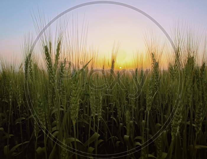 Sunrise Over Field Of Wheat
