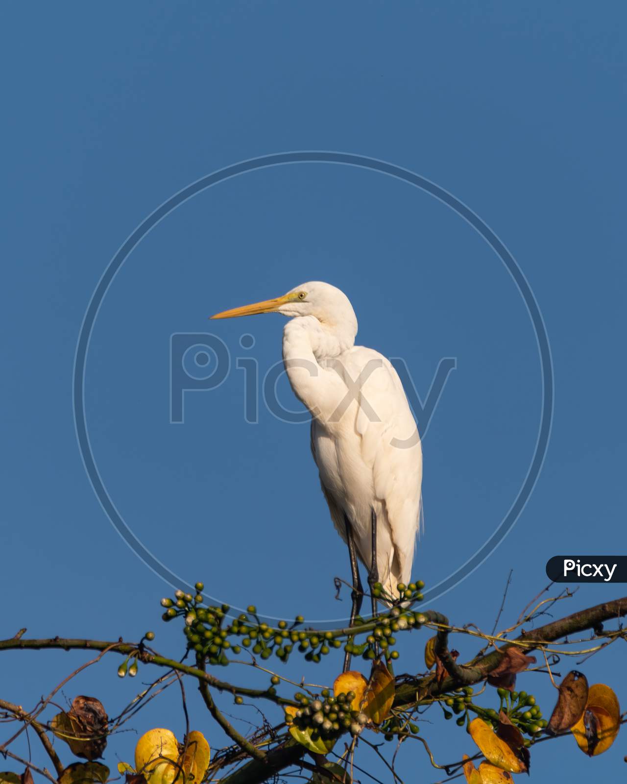 Great Egret Perched Atop A Tree