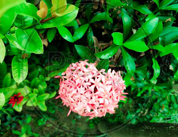 Rongon Flower Or Ixora Coccinea Of Bangladesh