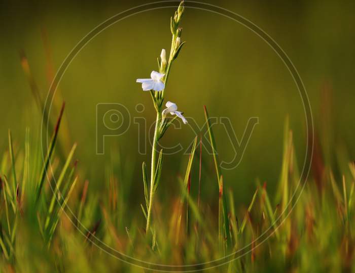 White Flower And Green Grass Land