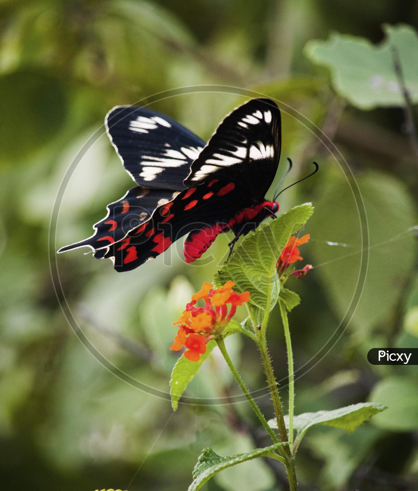 Red Butterfly And Green Leaves
