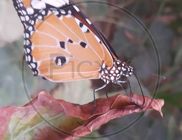 BUTTERFLY, LEAF, NATURE