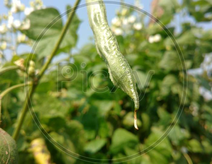 Common Bean Closeup From Indian Field