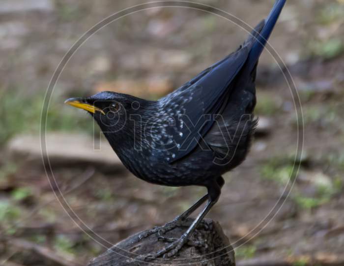Blue Whistling Thrush With Its Tail Raised Up