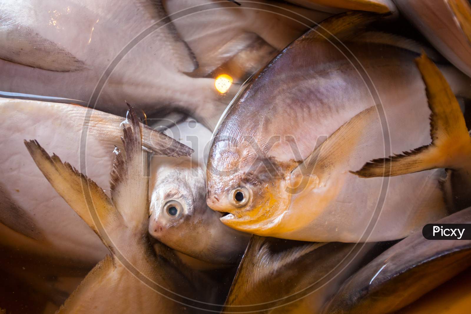 Dead Fish Closeup From Mumbai Fish Market In India.