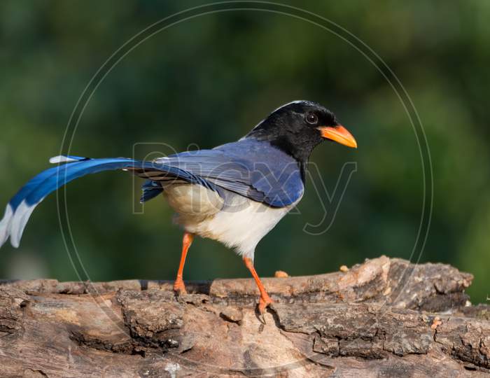 Red-Billed Blue Magpie On A Tree Log