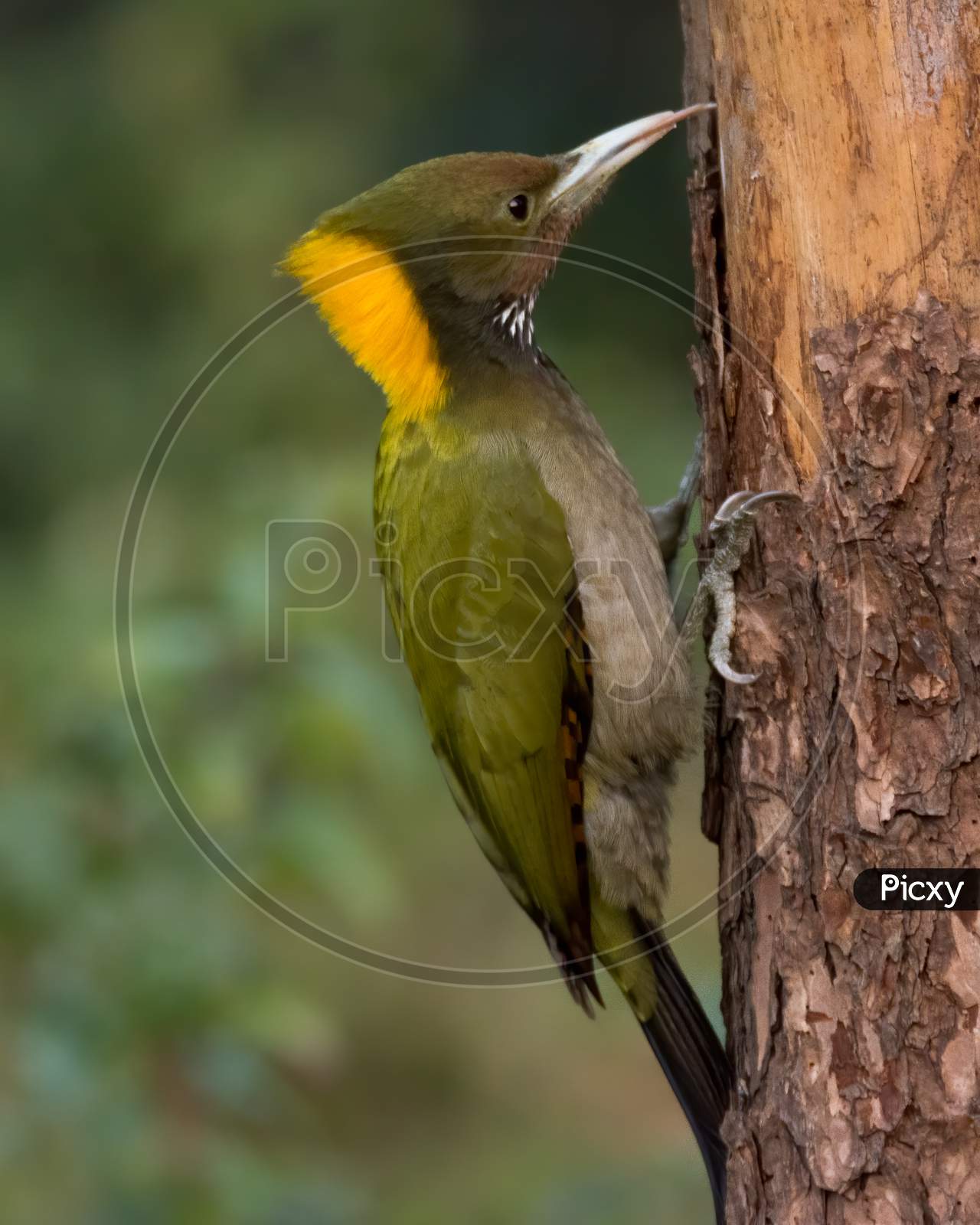 Greater Yellownape With Tongue Sticking Out