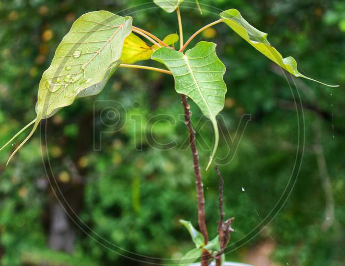 Peepal plant